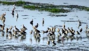 Arrival of migratory birds at Odisha's Chilika lake delayed