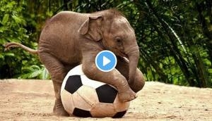 Watch football match between elephants in Karnataka; video goes viral