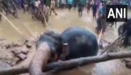 Watch: Elephant rescued from well in Odisha's Sundergarh