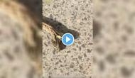 Bizarre! Farmer finds two-headed ferocious snake in his yard; video will leave you stunned!