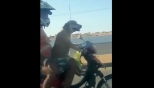 Wow! Dog rides a bike with its two paws; here’s the viral video