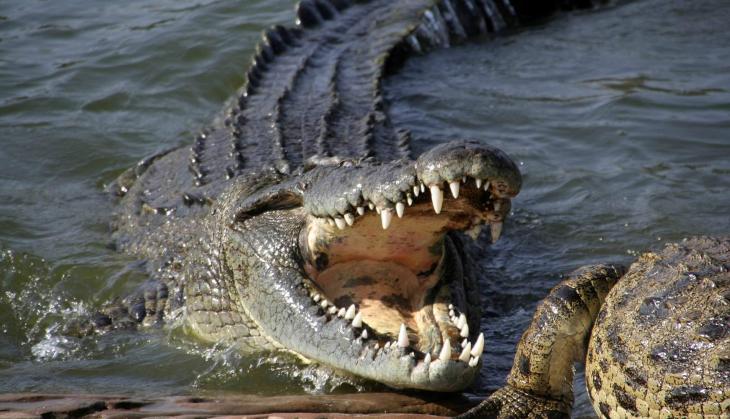 ‘The Real Hero’: 15-year-old boy dares to fight with crocodile to save younger sister