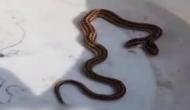 Watch: Chinese farmer finds two headed snake slithering across his yard, netizens go berserk