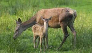 Global warming causing wild animals to give birth earlier: Study