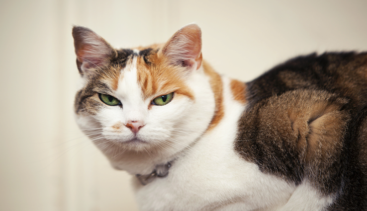 cat killed