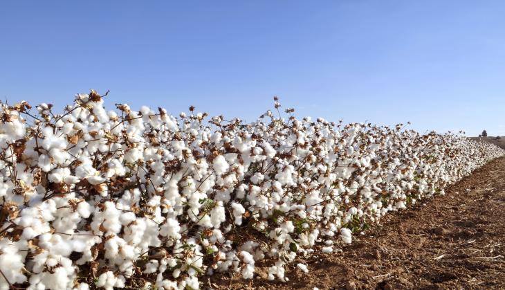 cotton