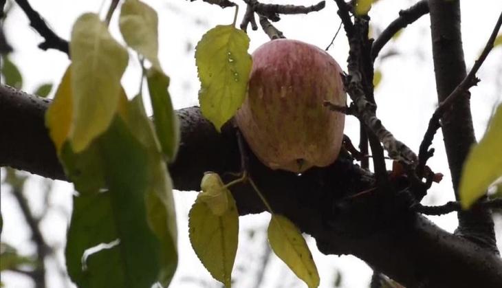 J-K: Apple harvest suffers due to snowfall in Shopian, Pulwama