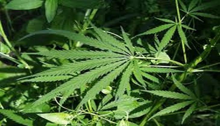 Madhya Pradesh govt to legalise cannabis cultivation