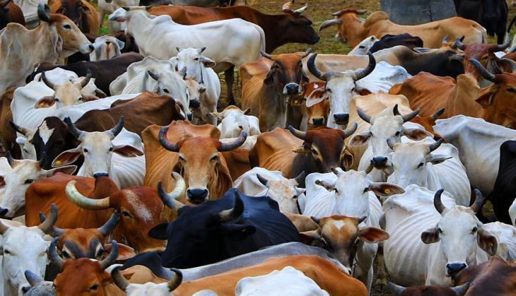cow