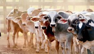 MP Shocker: 55-year-old man arrested for raping a cow in dairy