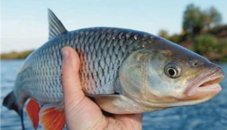 fish