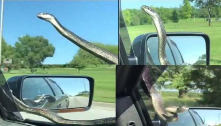 viral video