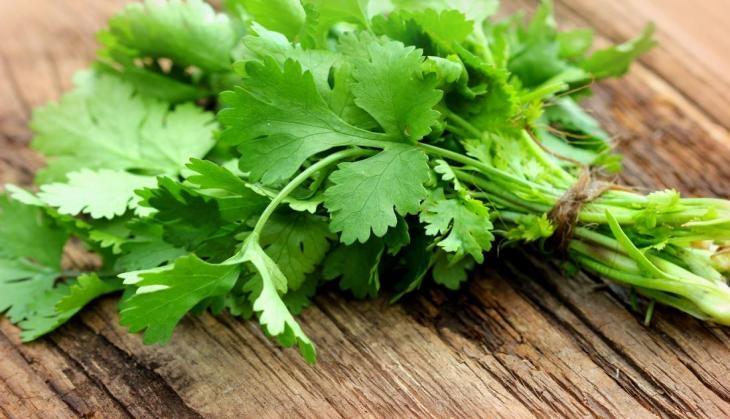 coriander
