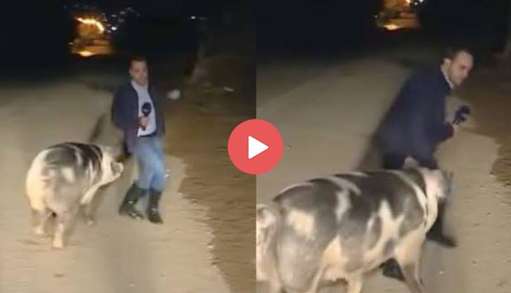 Journalist interrupted by pig while reporting on floods; Twitterati burst into laughter! [VIDEO]