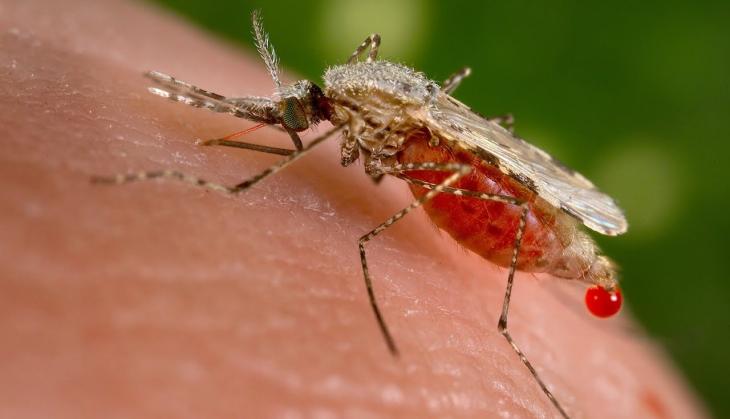 Assam: Japanese Encephalitis claims 23 lives since April