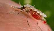 Assam: Japanese Encephalitis claims 23 lives since April