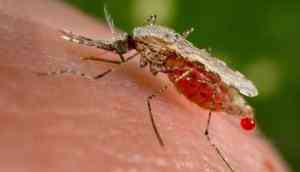 Assam: Japanese Encephalitis claims 23 lives since April