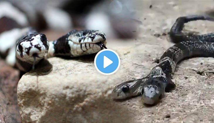 Bengal villagers refuse to give two-headed snake to forest officials; here’s the bizarre reason!