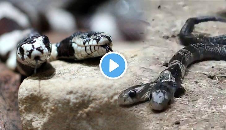 West Bengal: 2 cobras found in classroom in Jalpaiguri district