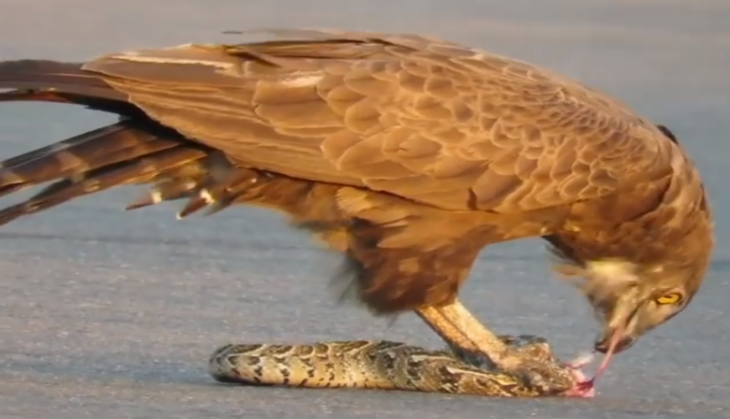 Eagle Eats Snake