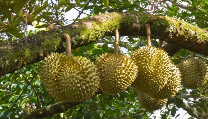 durian fruits