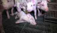 Kerala: African swine fever reported in Wayanad