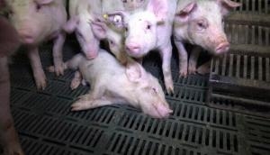 Kerala: African swine fever reported in Wayanad