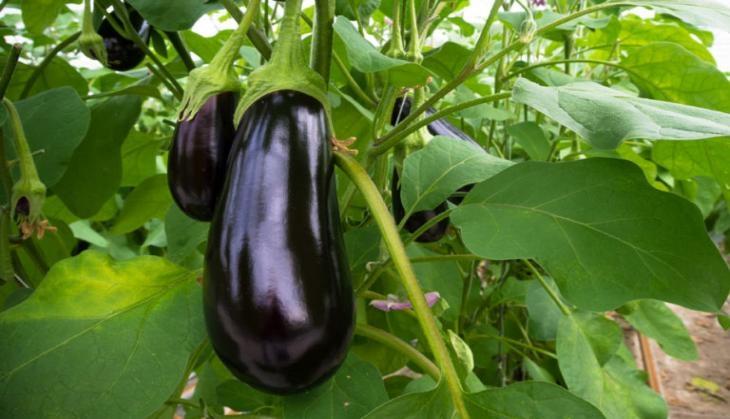 brinjal