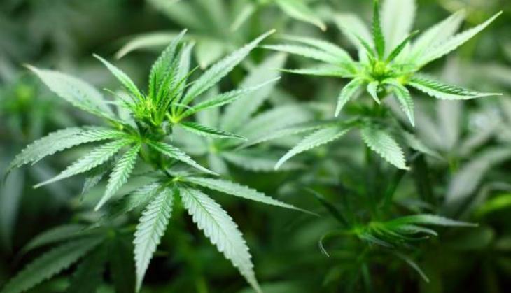Marijuana