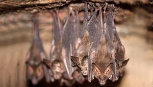 It's weird! 1700 bats invade flat and make their love nest