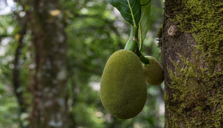 Jackfruits