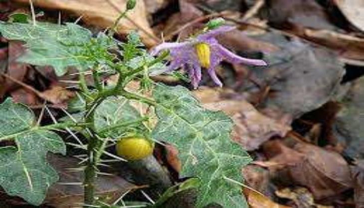 kateri plant