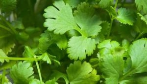 Vegetable vendor cleans green coriander in drain water; video will leave you in shock