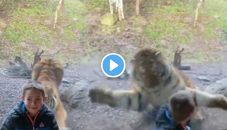Tiger pounces on 7-year-old boy inside zoo; video will give you goosebumps!