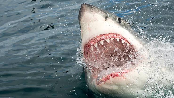Watch: Man bitten on leg, dragged underwater by great white shark