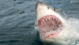 Watch: Man bitten on leg, dragged underwater by great white shark