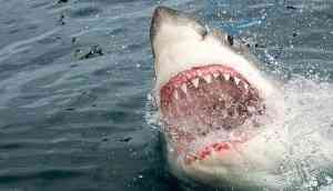 Shark attacks 16-year-old surfer; spine-chilling video goes viral