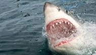 Shocker: 8-year-old boy punches on ferocious shark’s face
