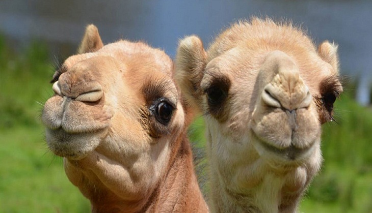 It's viral: Have you ever seen camel hugging human? Endearing video will make your Saturday!