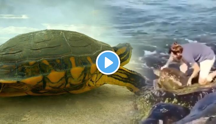 Viral! Turtle stuck inside rock at beach, this man comes to rescue; video will make your Monday!