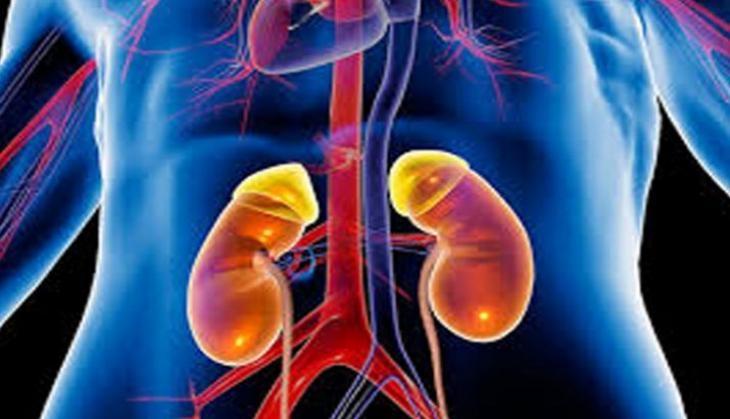 kidney
