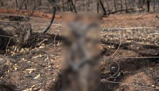 Australia bushfire: Spine-chilling image of charred baby kangaroo shows disturbing reality of the crisis
