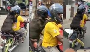 Dog wears helmet to enjoy a safe bike ride; video will teach you traffic rules!