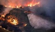 Australia Bushfire: Over billions of animals, insects have been killed in wildfire, say wildlife experts