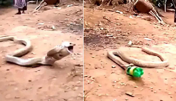 IFS officer shares disturbing video of snake vomiting a plastic bottle; visual will hit you hard!