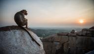 Tribute to monkey! Karnataka villagers construct temple in memory of beloved animal who died suddenly