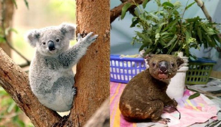 Australia Bushfire: Netizens start #KoalaChallenge to raise funds for wildlife protection; see video