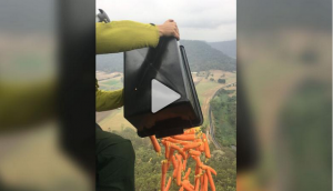 Australia Bushfire: Over 1,000kgs of sweet potatoes, carrots dropped from helicopters for hungry animals escaping wildfires [VIDEO]