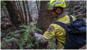 Australia Bushfire: Secret operation saves 'dinosaur trees'