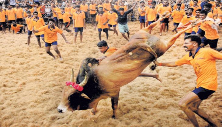 Tamil Nadu: Over 20 tamers injured during jallikattu events